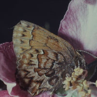 Western pine elfin