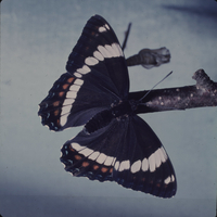 White admiral