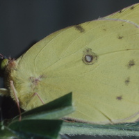 Clouded sulphur