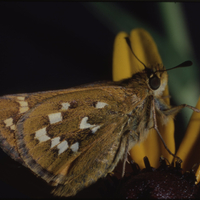 Common branded skipper